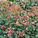  Rhaphiolepis indica La Vida Grande®
