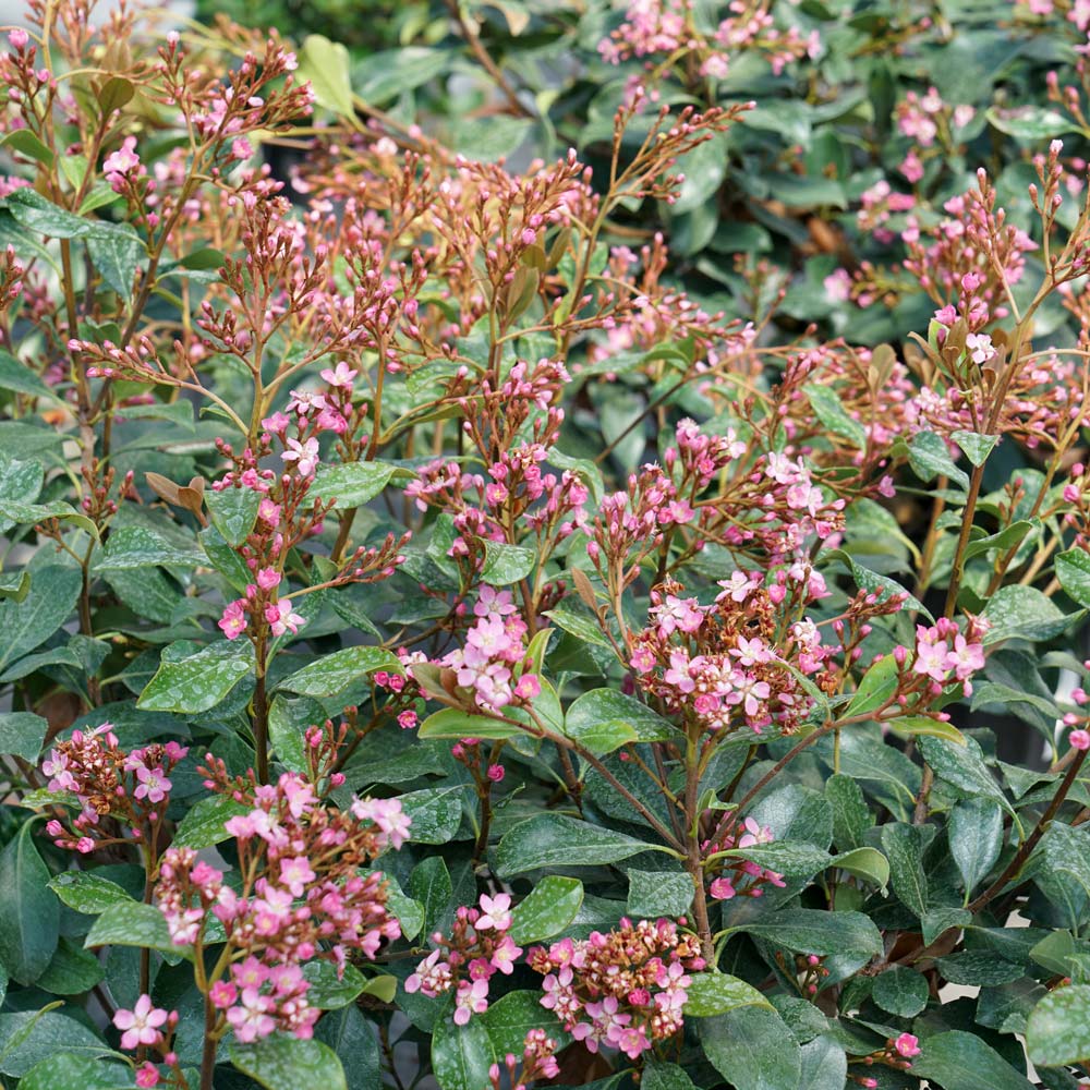 Rhaphiolepis indica La Vida Grande®