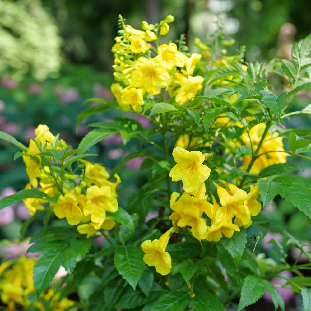 Tecoma stans Chicklet® Gold