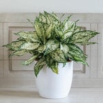  Chinese Evergreen 'Spring Snow'