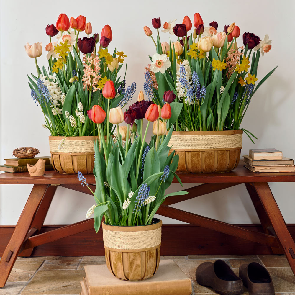 Dash of Springtime Bulb Garden