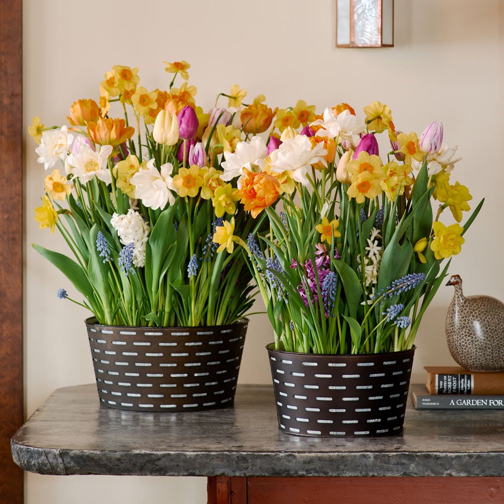 Sweet Jamboree Bulb Garden