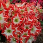  Amaryllis 'Mascotte'