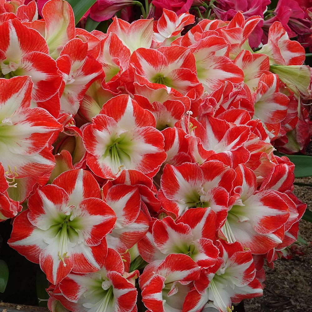 Amaryllis 'Mascotte'
