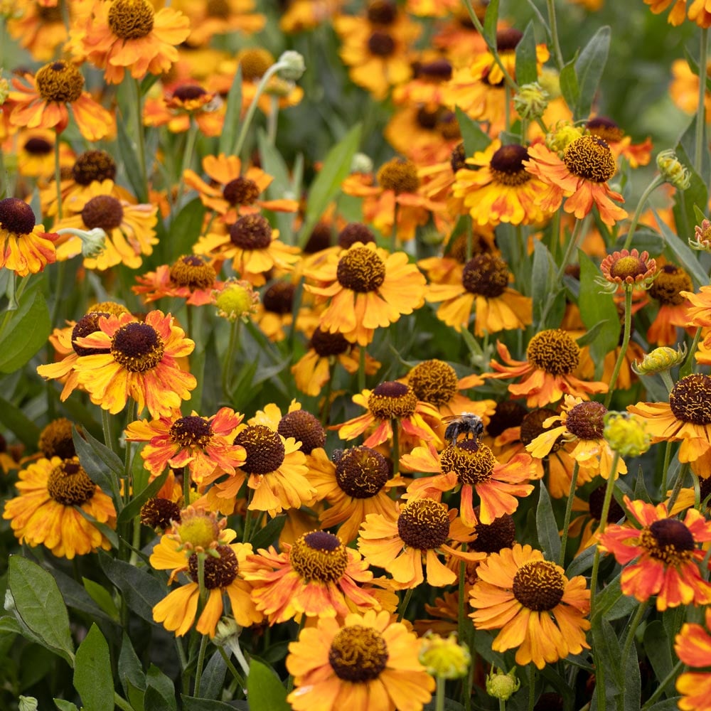 Helenium 'Sahin's Early Flowerer'