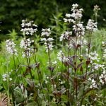  Penstemon digitalis 'Husker Red'