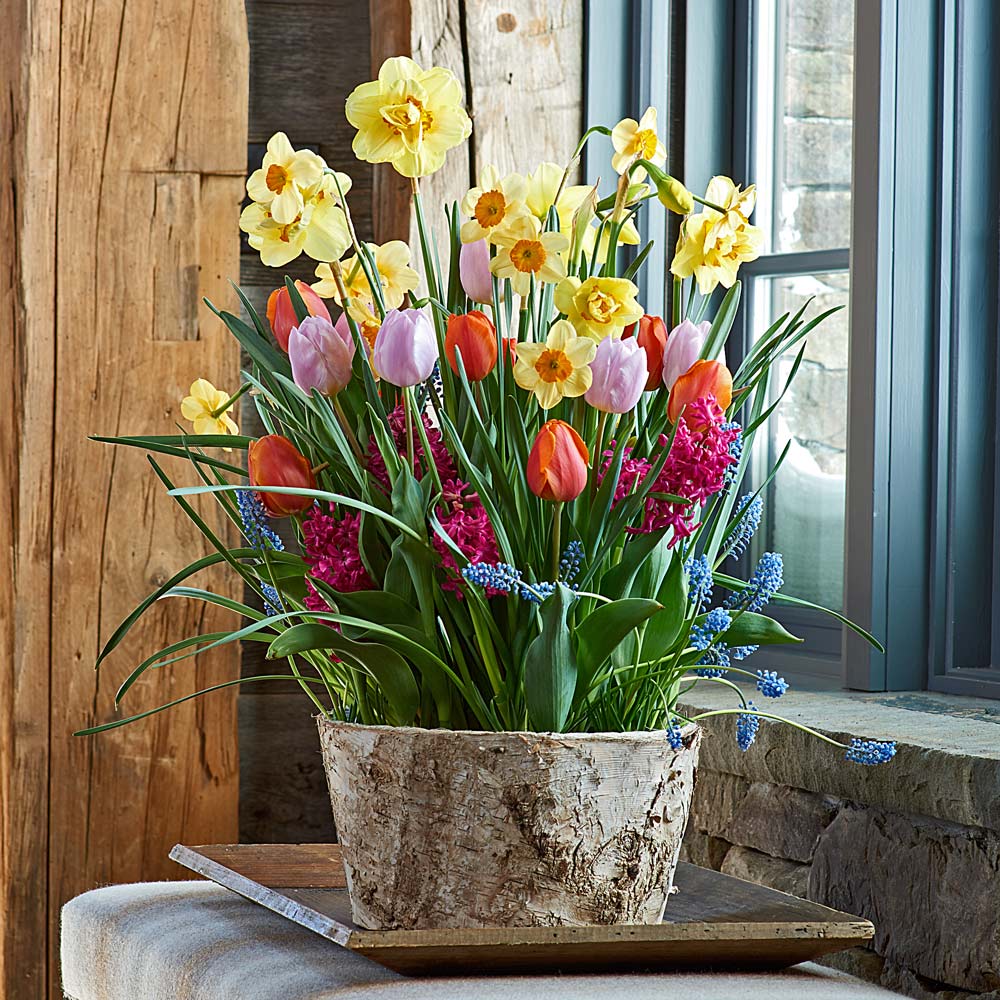 Spring Morning Bulb Garden in large Birch basket
