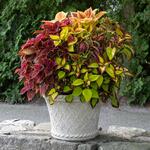  Coleus Confetti Classic Container Garden