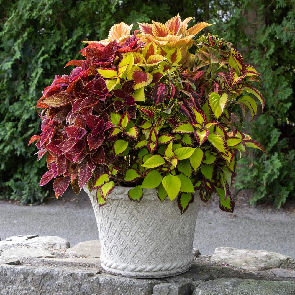 Coleus Confetti Classic Container Garden