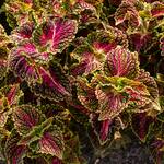  Coleus Main Street 'La Rambla'