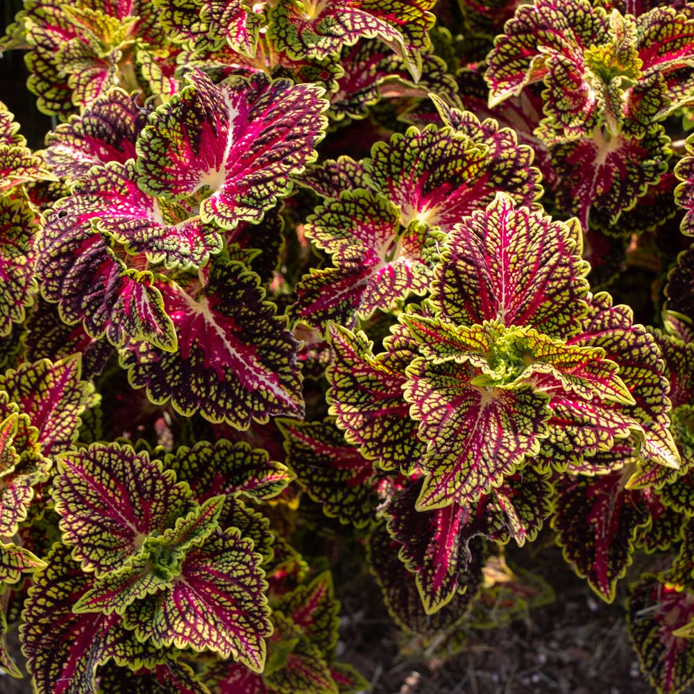Coleus Main Street 'La Rambla'