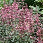  Agastache mexicana Summerlong™ Coral