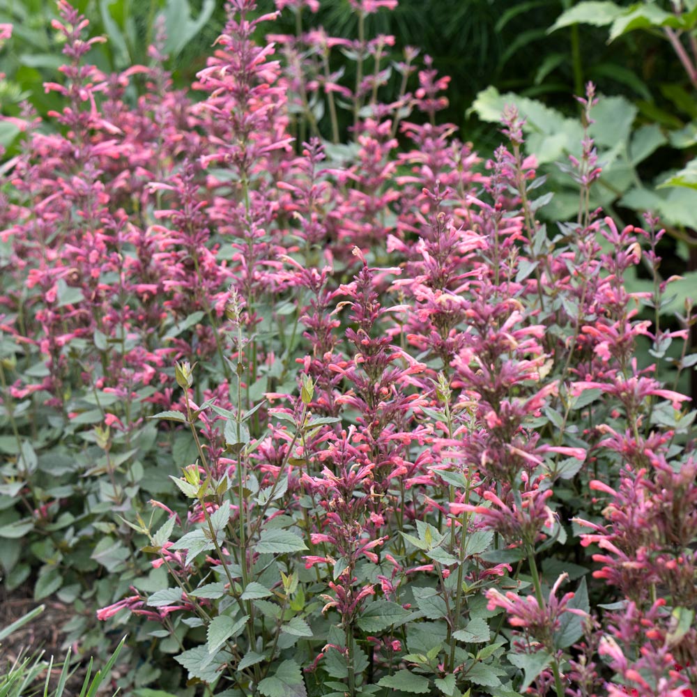 Agastache mexicana Summerlong™ Coral
