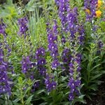 Angelonia