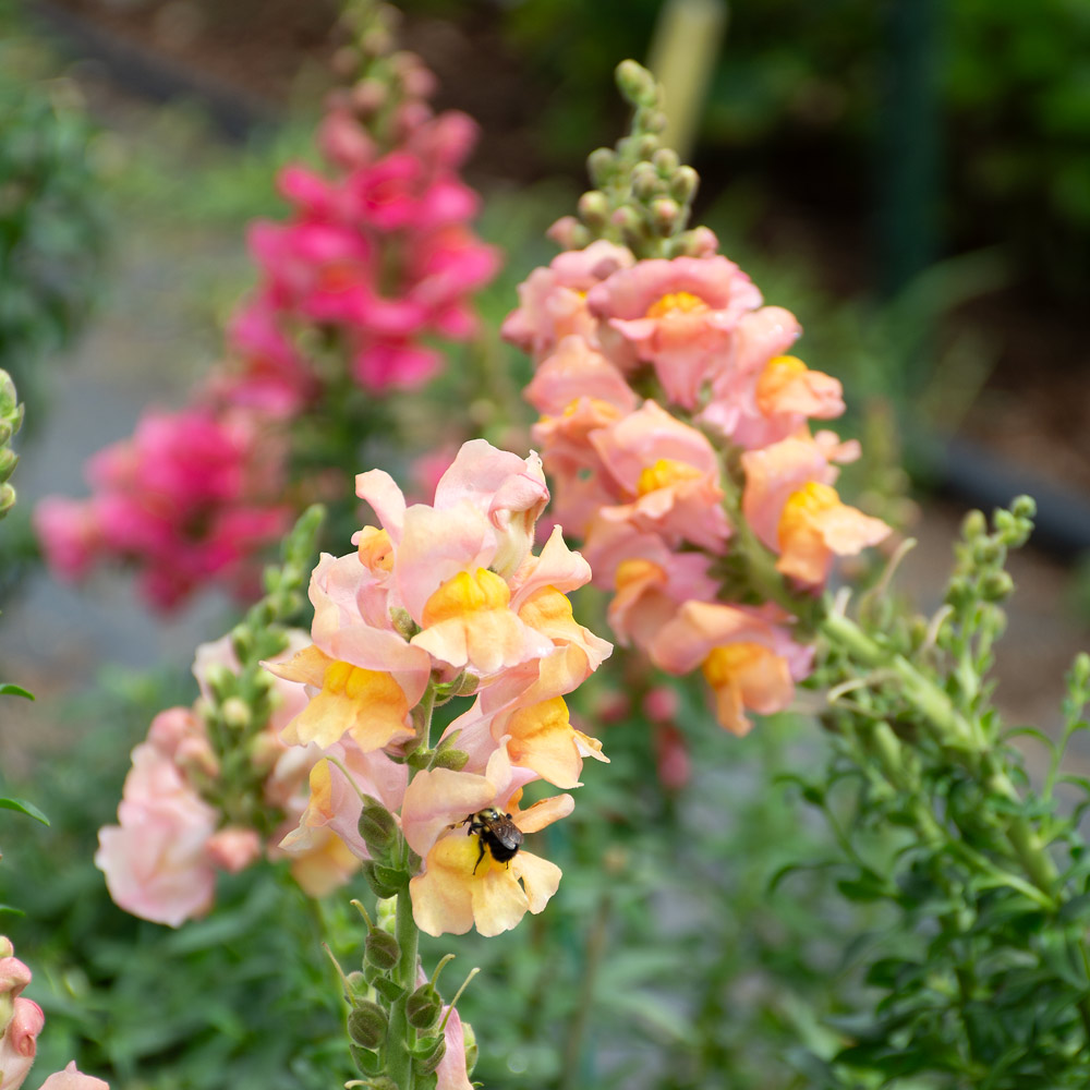 Antirrhinum majus Toulon Apricot