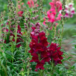  Antirrhinum majus Toulon Deep Purple