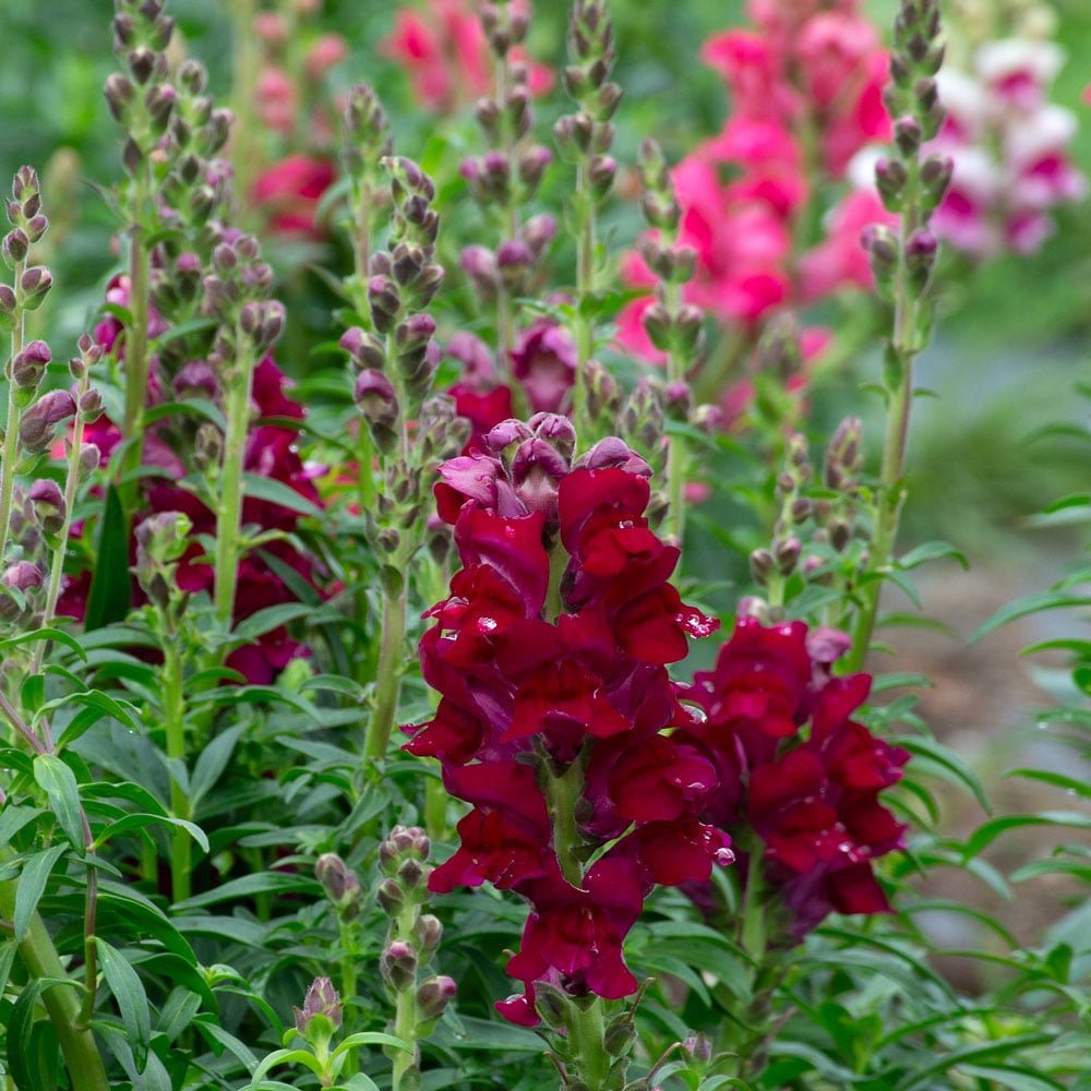 Antirrhinum majus Toulon Deep Purple