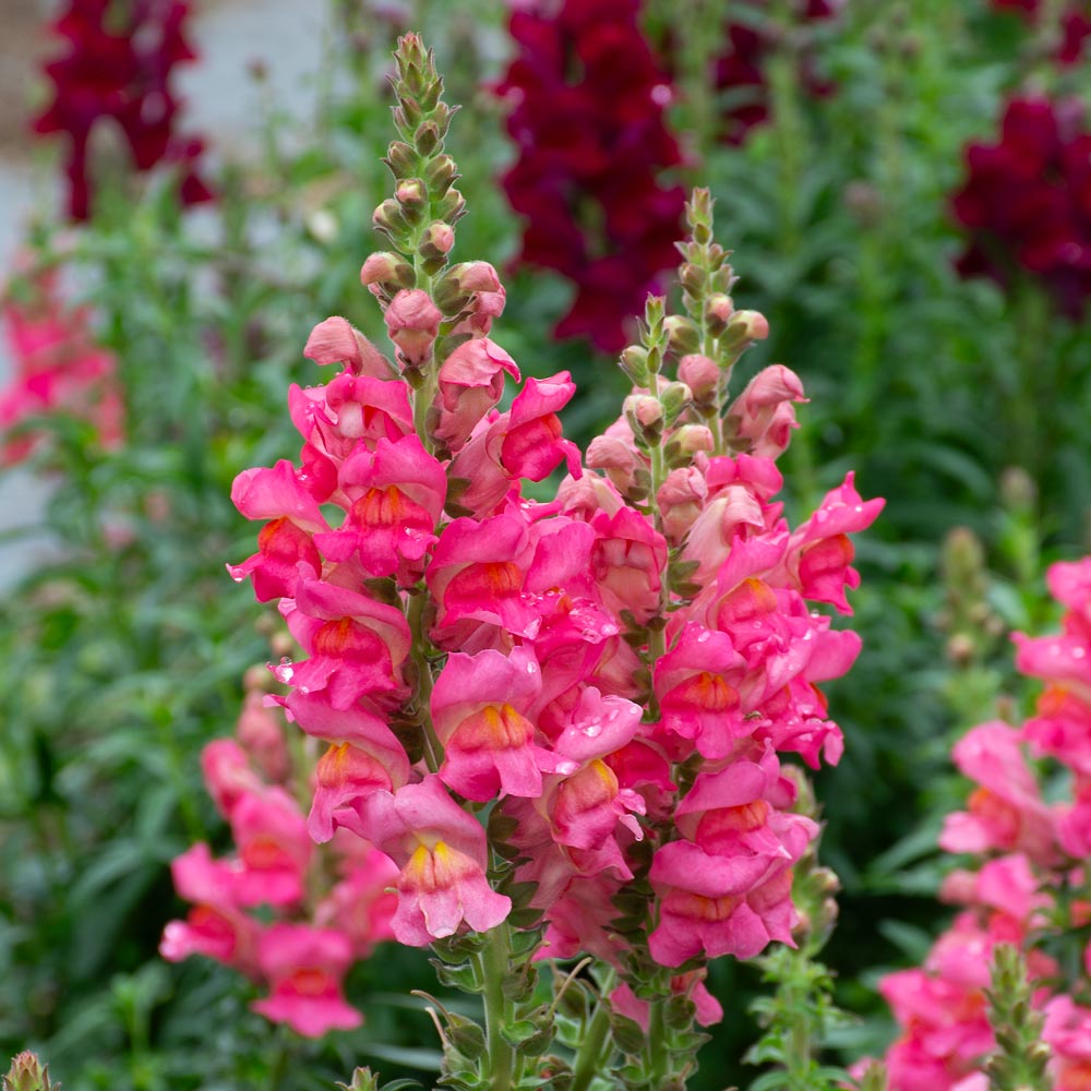 Antirrhinum majus Toulon Deep Rose