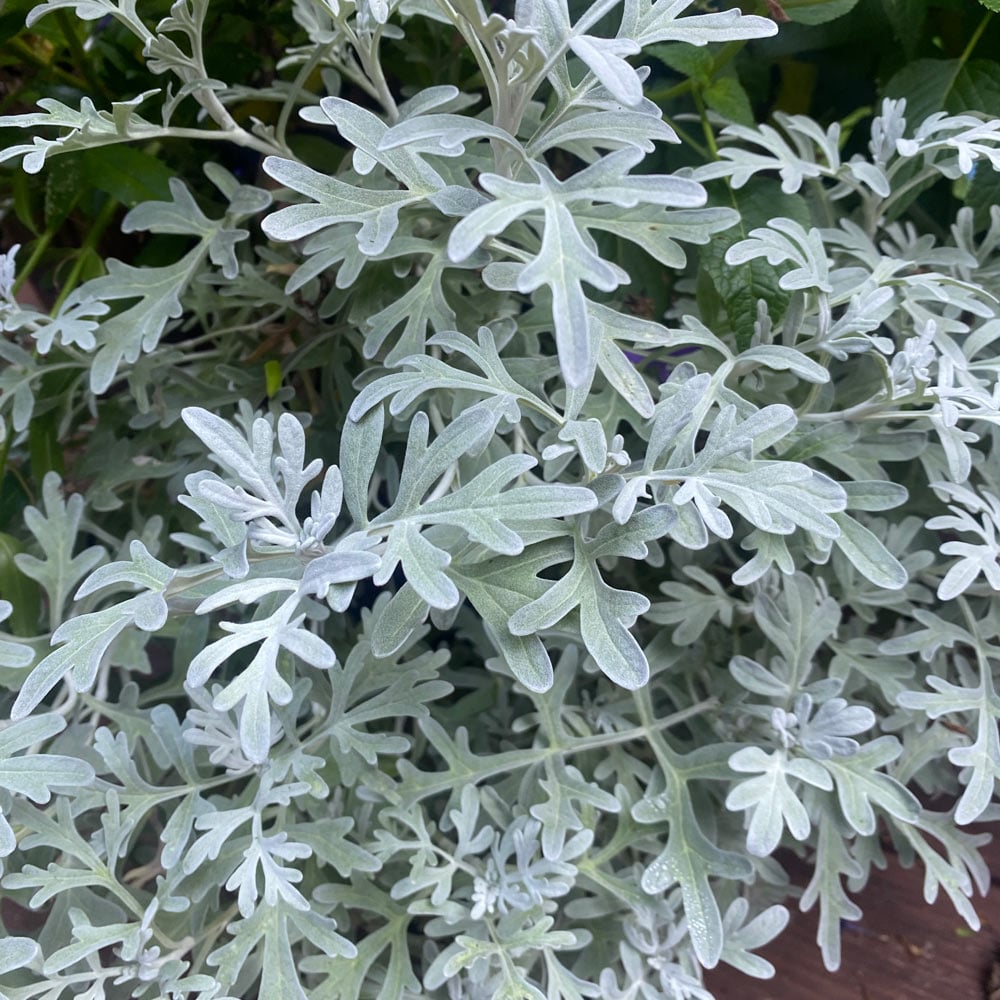 Artemisia stelleriana 'Silver Cascade'