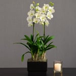  White Dendrobium Orchid in black ceramic cachepot