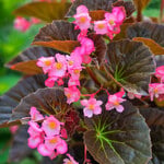  Begonia Stonehedge 'Rose Bronze Leaf'