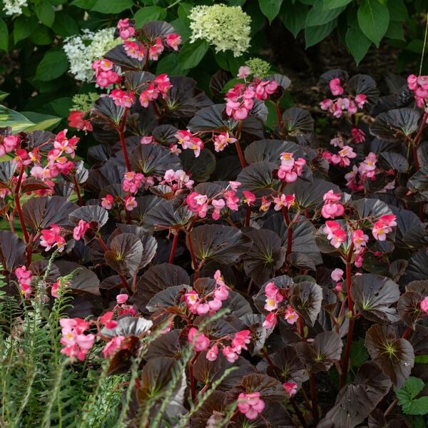 Begonia Stonehedge 'Rose Bronze Leaf' | White Flower Farm