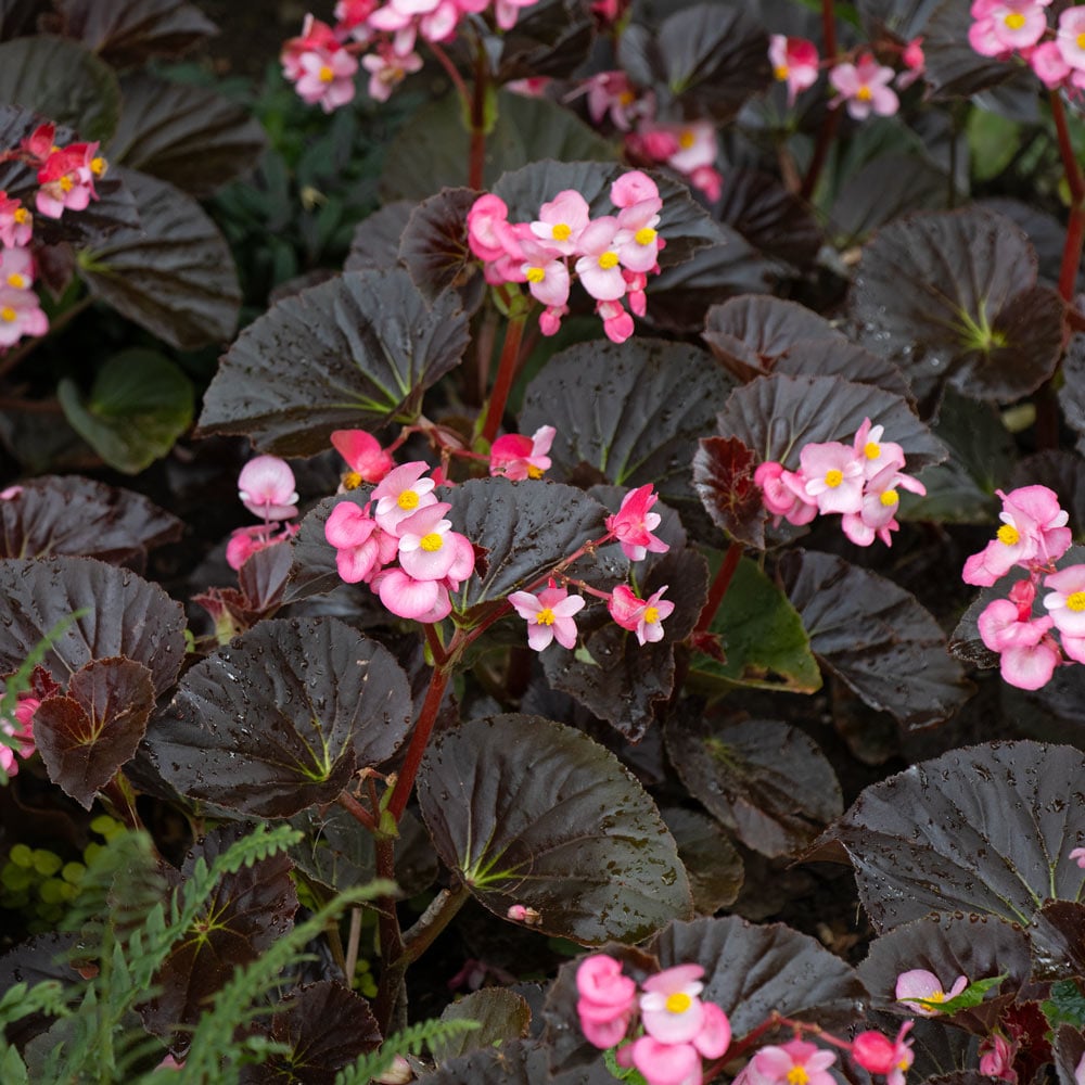 Begonia Stonehedge 'Rose Bronze Leaf' | White Flower Farm