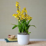 Oncidium Sweet Sugar