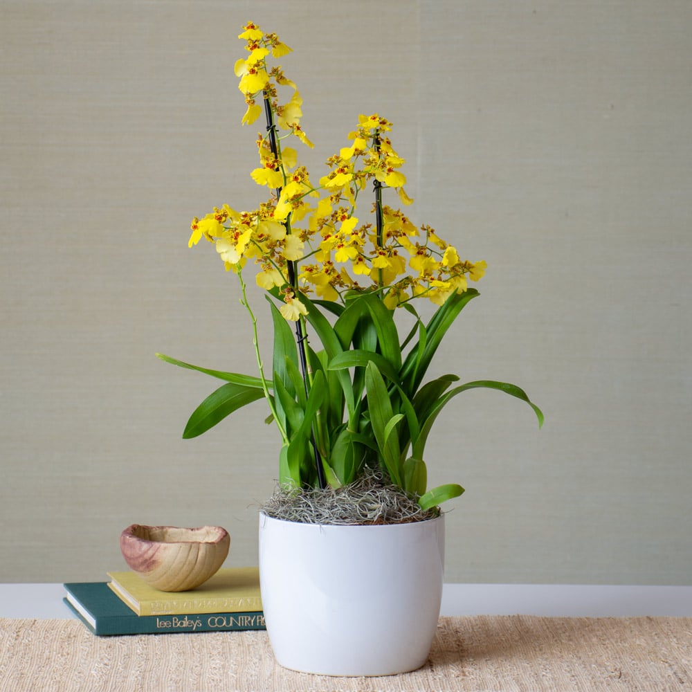 Months of Specialty Orchids - Grower's Choice