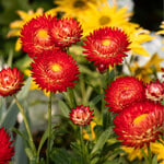  Bracteantha Granvia® Crimson Sun