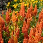 Annuals for Heat & Humidity