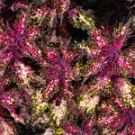  Coleus Down Town® Santa Monica