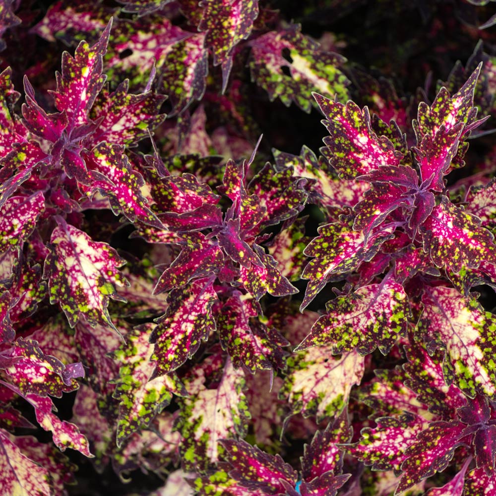 Coleus Down Town® Santa Monica