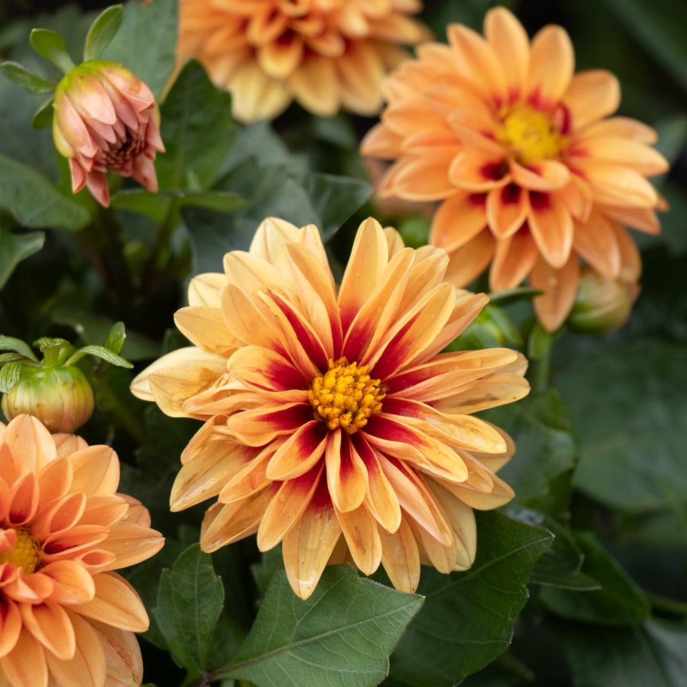 ダイヤ(DAIYA)  ミニトート482 A (迷彩) AS-482 9jupf8b Dahlia Dalaya® Apricot+Red Eye | White Flower Farm