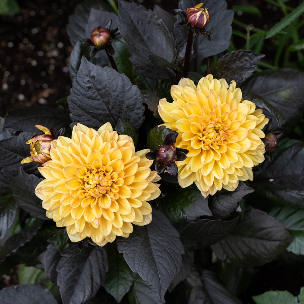 Dahlia LaBella® Maggiore Fun Chocolate Yellow | White Flower Farm