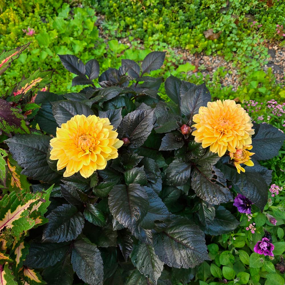 Dahlia LaBella® Maggiore Fun Chocolate Yellow | White Flower Farm