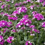 Dianthus Amazon™ Purple Magic