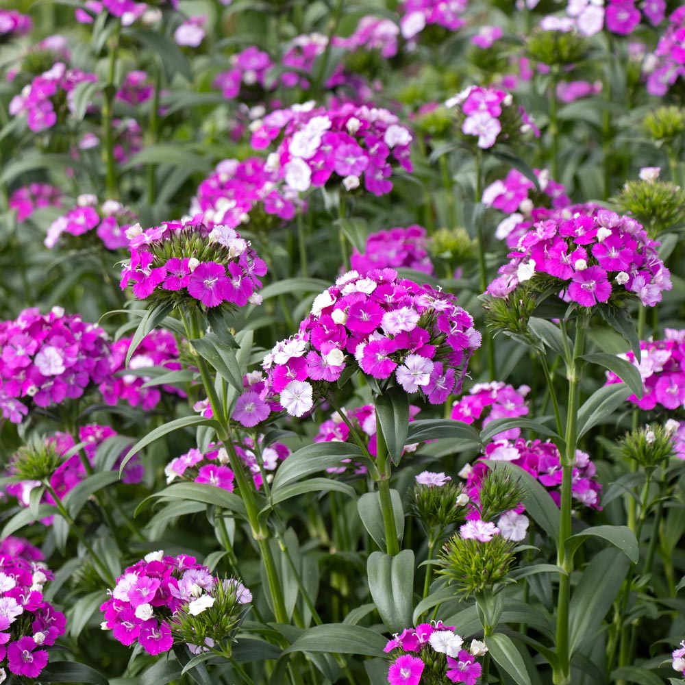 Fragrant Annuals