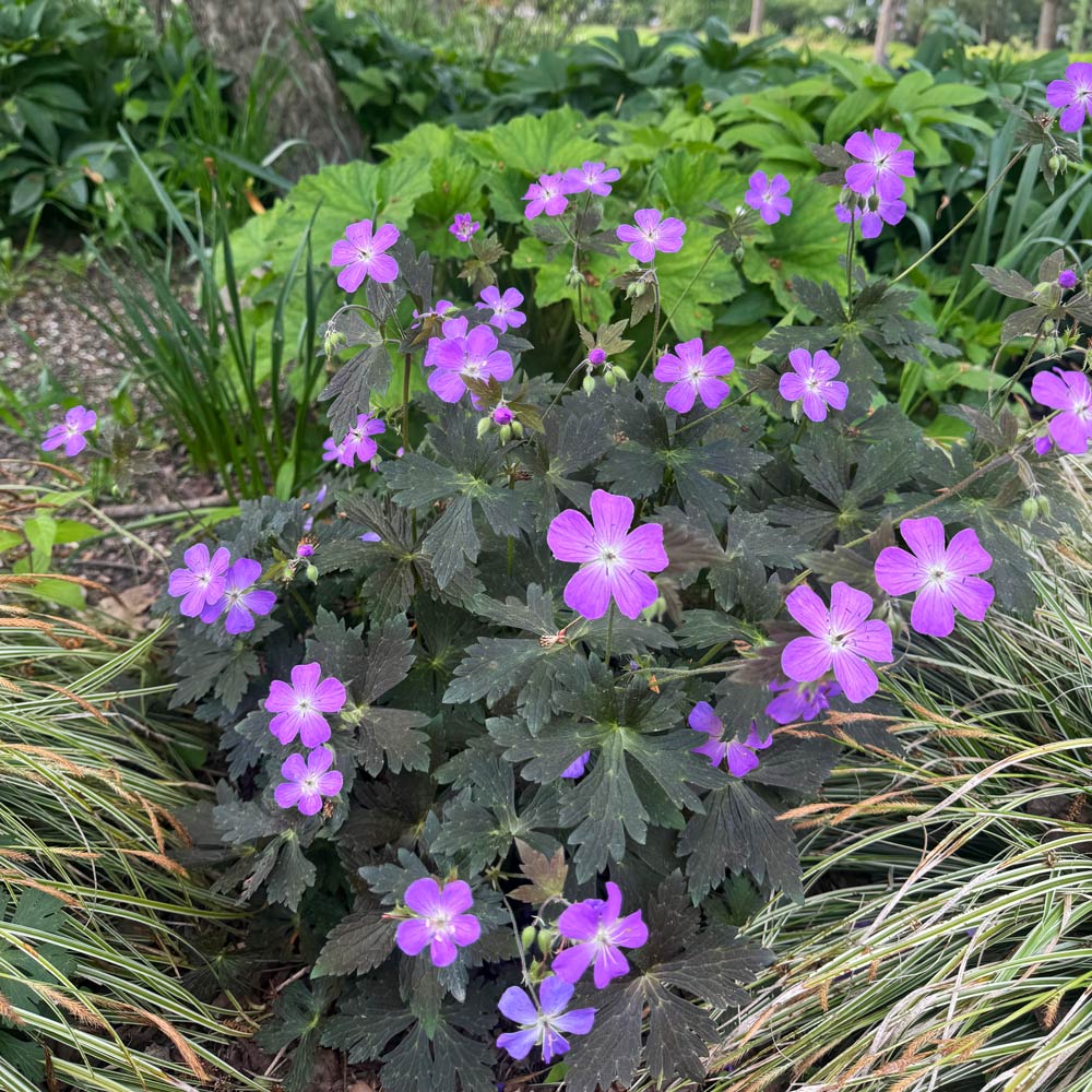 Geranium maculatum 'Dark Roast'