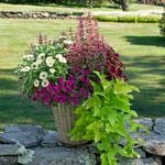  Butterfly Beacon Container Garden 