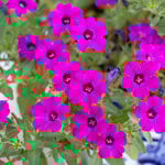  Petunia Itsy™ Magenta
