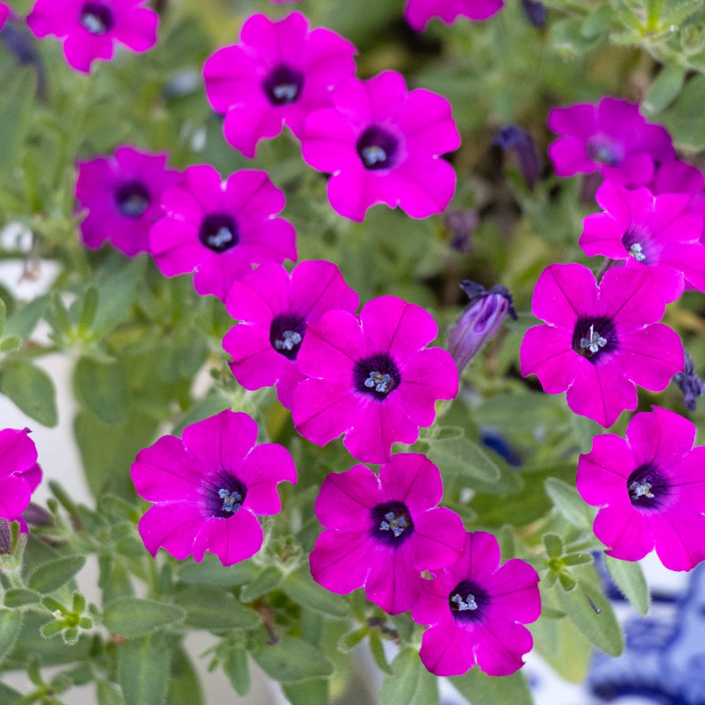 Petunia Itsy™ Magenta