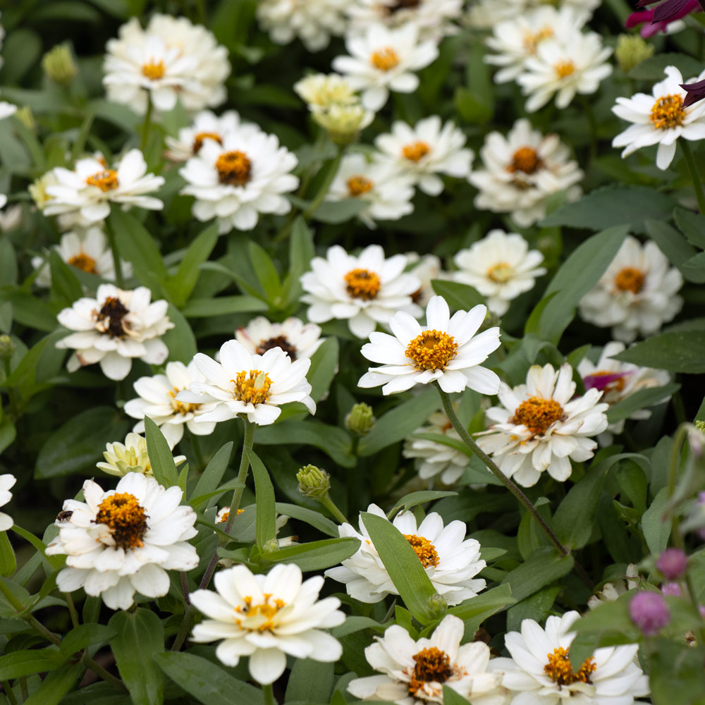 Zinnia Profusion Double White
