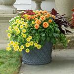  Apricot Jam Container Garden