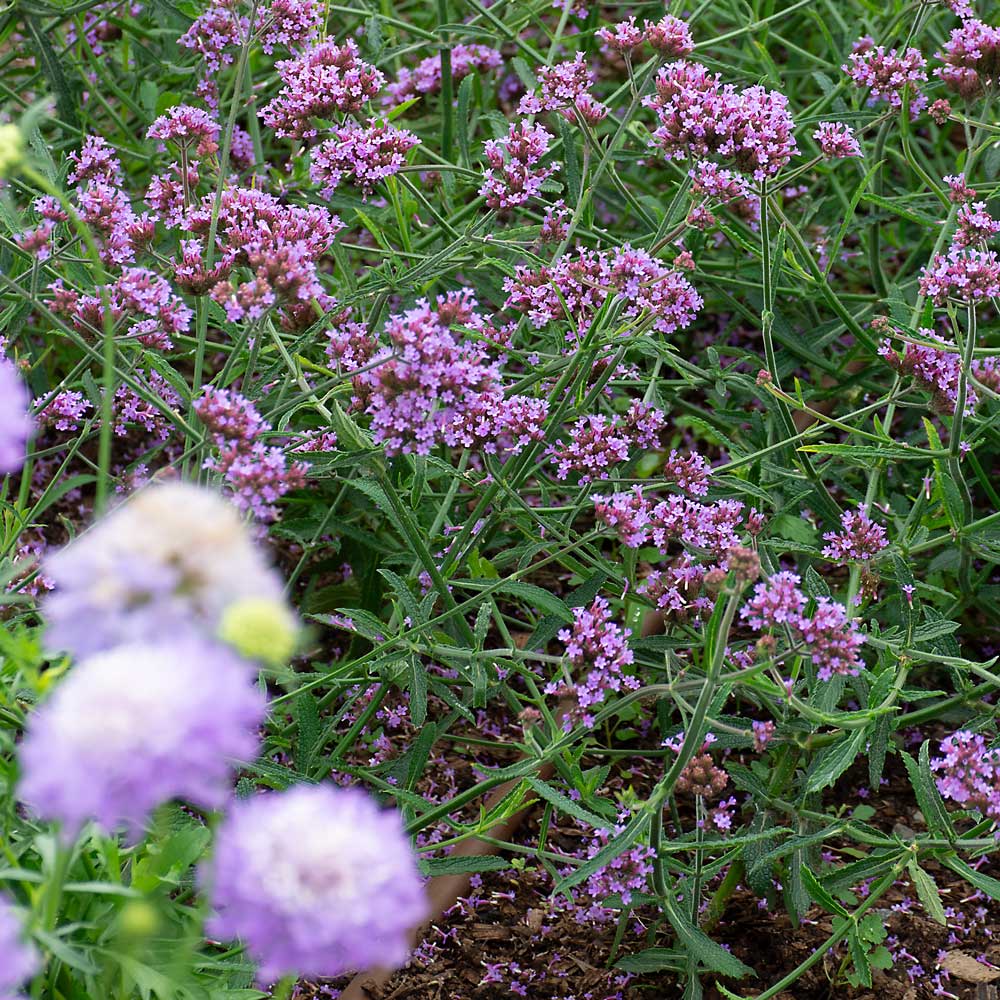 Verbena bonariensis 'Lollipop'