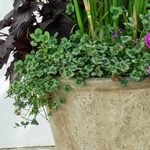  Trifolium 4 Luck® 'Dark Eye'