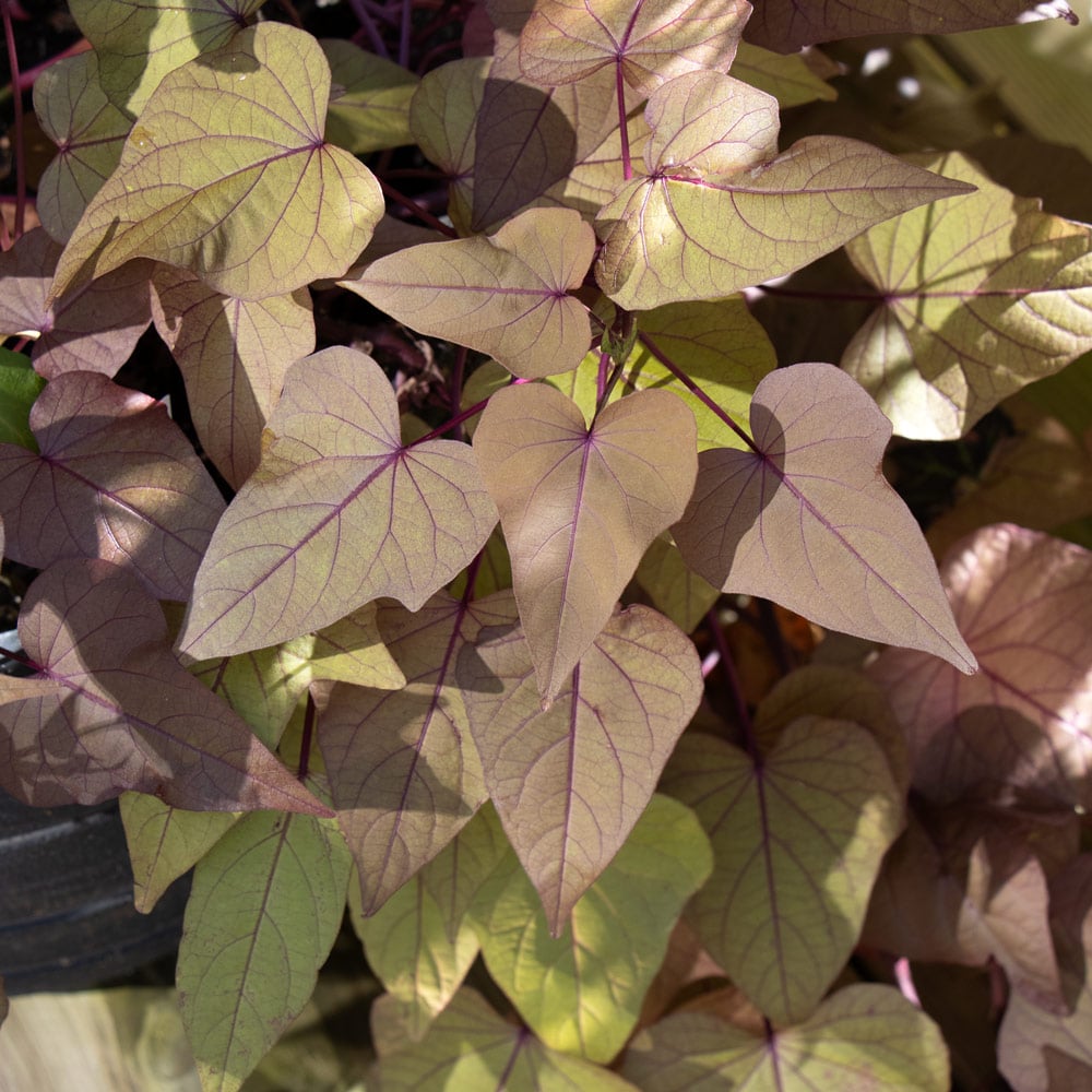 Ipomoea Sweet Georgia® Heart Chestnut
