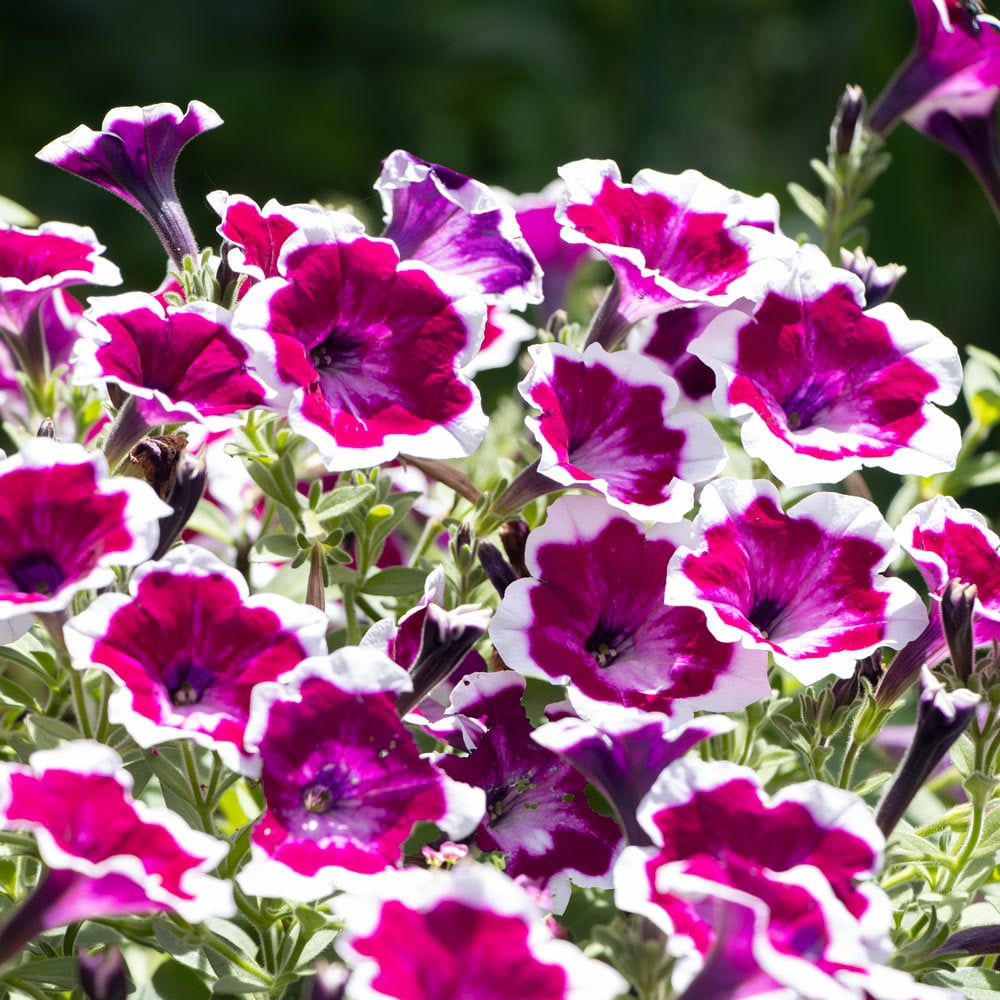 Petunia Painted Love™ Purple
