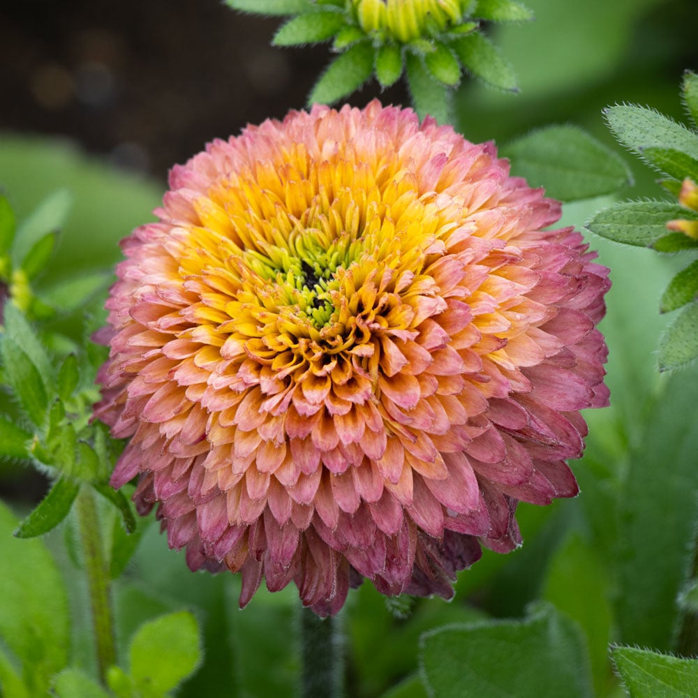 Echibeckia Summerina™ Glow Sugar Shake