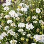  Scabiosa Scoop® Milky